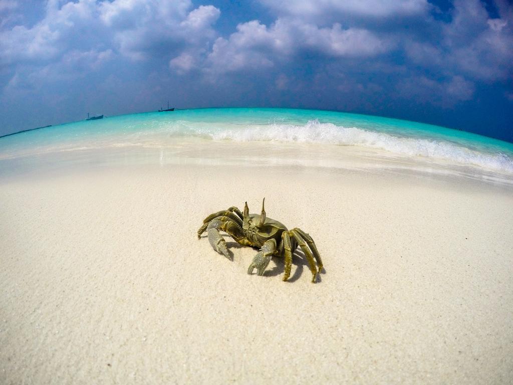 فندق سكن سيروليان فيو Hanimaadhoo Island المظهر الخارجي الصورة